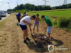 Zasaditev 145. medonosnih dreves v mestu Ljutomer 5